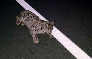 Yaralı vaşak tedavisinin ardından doğaya bırakıldı