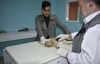 Yaralı yaban tavşanını veterinerde tedavi ettirdi
