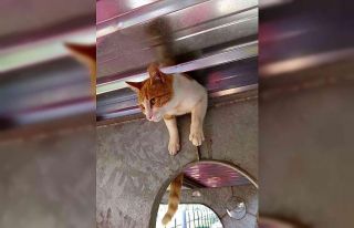 Yardım için çığlıklar atan kedi duyarlı vatandaş...