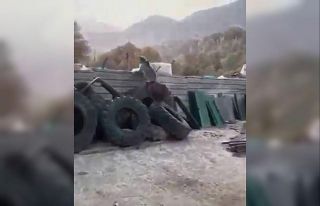 Yavru ayılar sanayi sitesine indi