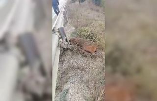 Yavru köpek ve Karaca’yı kurtardılar