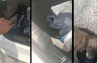 Yavru köpekleri poşetleyip bagaja koymuşlar