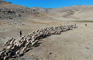 Yaylarda otlayan hayvanların eve dönüş yolculuğu...