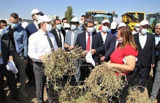 Yer fıstığı üretiminde rekor artış yapan Şırnak’ta...