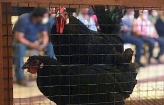 Yetiştirmesi 6 ay sürüyor, tanesi 3 bin 500 liradan...