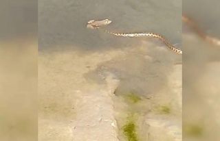 Yılanın yakaladığı kurbağa ile imtihanı