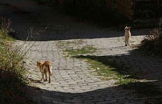 "Yırtıcı hayvanlar parçalasın" diye...