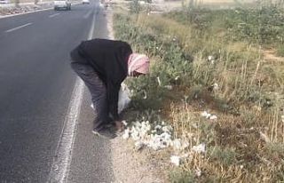 Yola saçılan pamuklar geçim kaynağı oldu