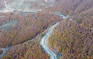 Yozgat ormanlarında renk cümbüşü havadan görüntülendi