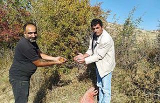 Yunak’ta dağ meyveleri toplanmaya başlandı