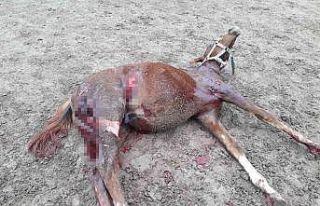 Yüzbinlerce liralık değerli atlar tehlike altında