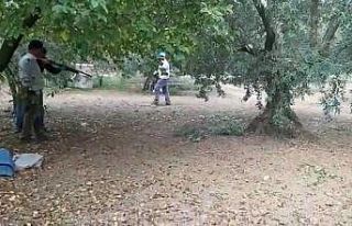 Zeytin toplarken yılan saldırdı