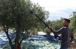 Zeytin üreticisi tüccardan dertli