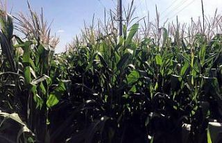 1370 dekar alandan 7 bin ton mısır silajı üretildi