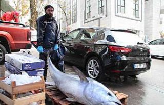 150 kiloluk dev orkinos görenleri şaşkına çevirdi