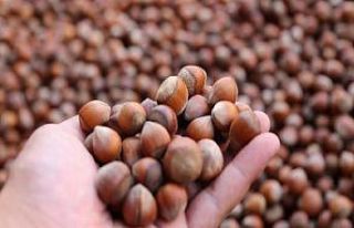 3 bin 440 bin ton fındık ihraç edildi