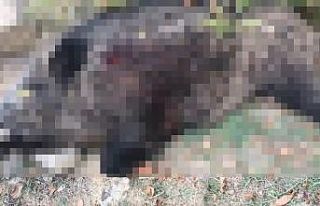 400 kiloluk domuzu vurunca ’bu kesin haber olur’...