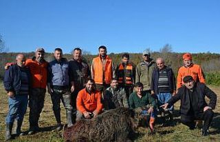 4 saatlik uğraş sonucu 200 kiloluk domuzu avladılar
