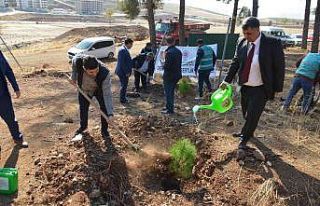 600 fıstık çamı fidanı toprakla buluştu