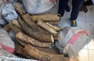 ABD’de 2 Demokratik Kongolu’ya fildişi ve boynuz...