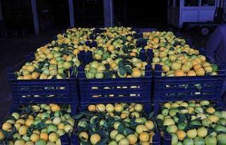 Adana’da limonun kilosu halde 25 kuruşa düştü
