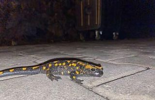 Adana’da nesli tükenmekte olan "semender"...