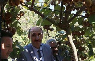 Adana’nın "kivi" köyünde hasat başladı
