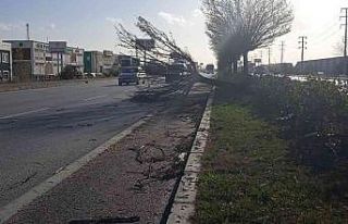 Afyonkarahisar’da lodos ağaçları yerinden söktü,...