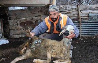 Ağıldan kaçan sürüye ayılar ve kurtlar saldırdı,...