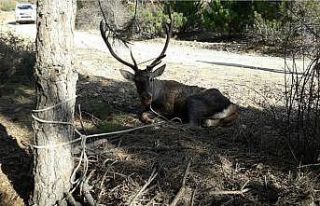 Akdağ’da yaralanan Kızıl Geyik tedavi altına...