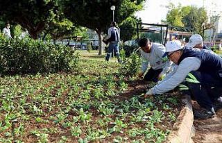 Akdeniz Belediyesi, park ve yeşil alanları çiçeklendiriyor