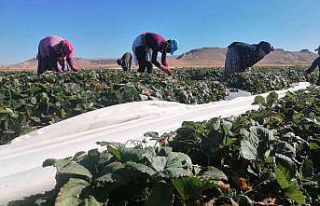 Aksaray’da Kasım ayında tarlada çilek hasadı...