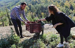 Akseki’de adaçayı hasatı yapılıyor