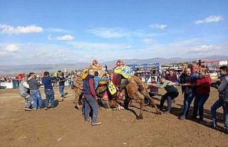 Alaşehir’de deve güreşleri ilgi gördü