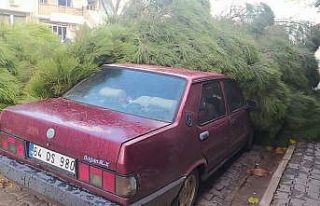 Alaşehir’de fırtına çam ağacını otomobilin...