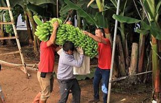 "Alata Azman" 70 kilo muz verdi