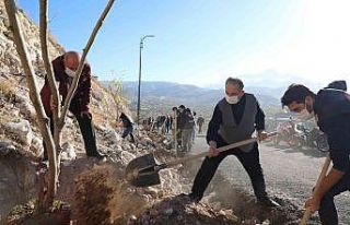 Ali Dağı’nda 20 bin ağaç daha toprakla buluştu