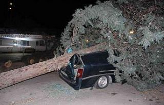 Amasya’da fırtınanın söktüğü ağaç, minibüsün...