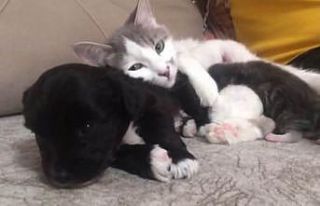 Anne kedinin yavru köpeğe şefkati