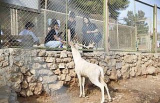 Antalya Hayvanat Bahçesi’nde ara tatil yoğunluğu