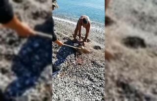 Antalya’da balık tutan bir kişinin oltasına vatoz...