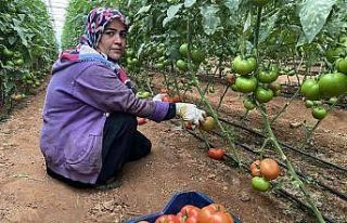 Antalya’daki seralarda domates hasadı başladı