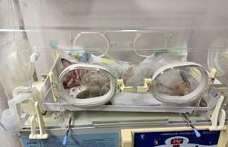 Aracın çarptığı kedi tedavi altına alındı