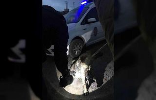 Ardahan Belediyesi Veteriner Müdürlüğü ekipleri...