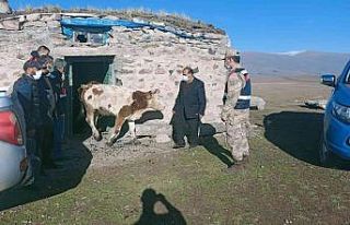 Ardahan’da çalınan büyükbaş hayvanlar bulundu