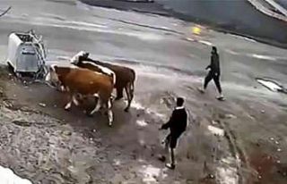 Ardahan’da hayvan hırsızları tutuklandı