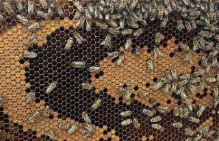 Arı poleni hastalıklara karşı kalkan görevi görüyor