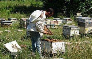 Arıcılığın başkentinde genç arıcı yetişmiyor