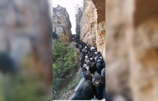 Artvin’de sürü sahiplerinin zorlu coğrafyayla...