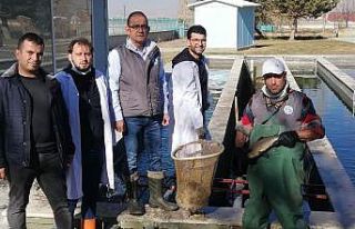 Atatürk Üniversitesi balık üretim çiftliğinde...